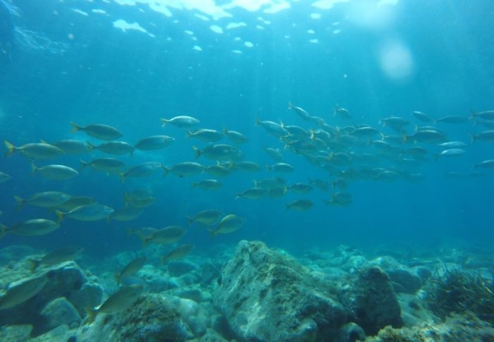 snorkel